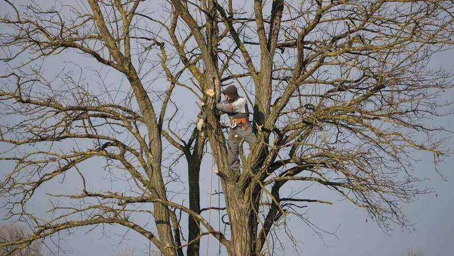 Roped-in arborist pruning a bare deciduous canopy from inside the tree